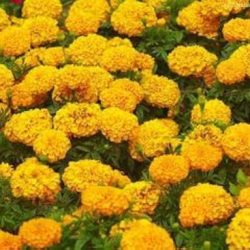 Marigolds by eugenia collier worksheet