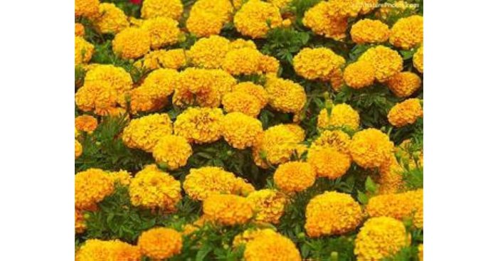 Marigolds by eugenia collier worksheet