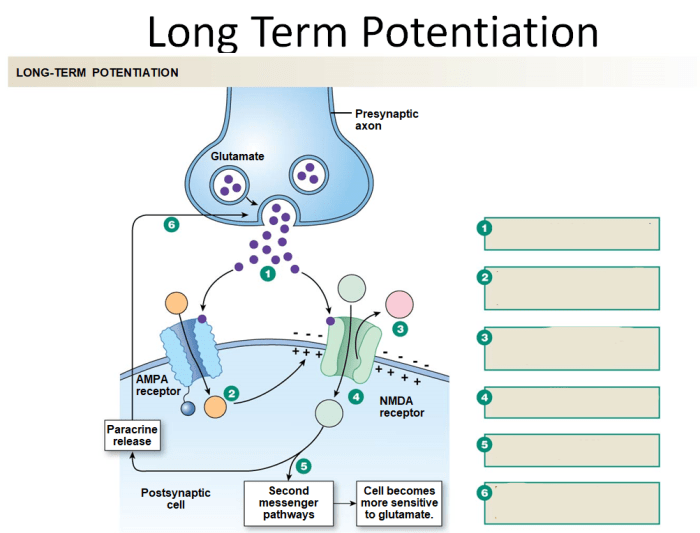 Synaptic plasticity