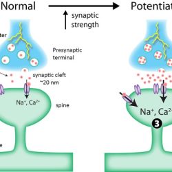 Long term potentiation ap psychology