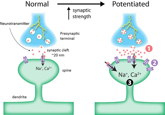 Long term potentiation ap psychology