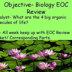 Biology eoc review packet answers