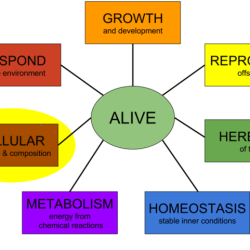 Characteristics of life crossword answer key