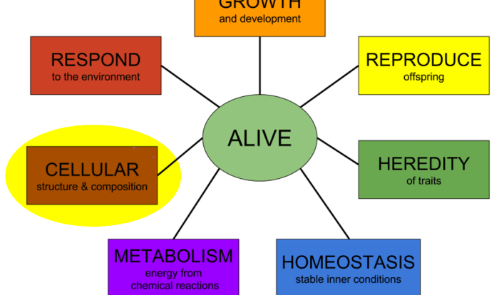 Characteristics of life crossword answer key