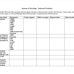 Endocrine system worksheet answer key