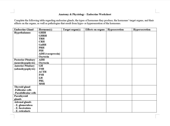 Endocrine system worksheet answer key