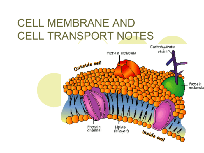 Diffusion molecules membrane plasma cross use certain process review diagram labels their drag appropriate locations concentration side bioflix higher animation