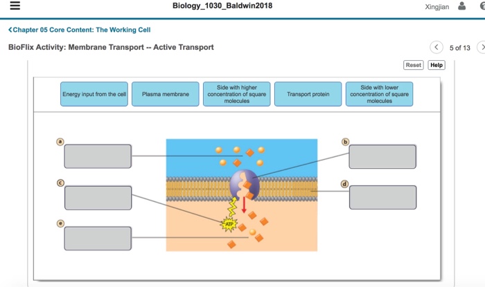 Bioflix activity membrane transport active transport