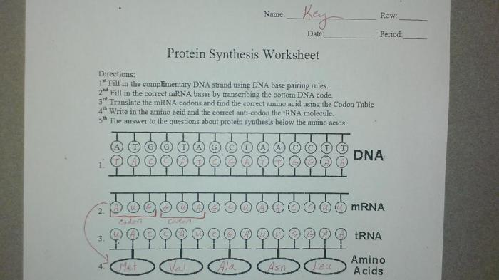 Protein synthesis and codons practice answer key