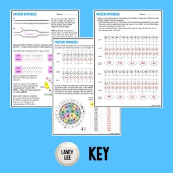 Protein synthesis and codons practice answer key