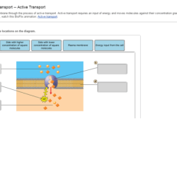 Membrane transport active molecules certain plasma cross label diagram questions solved bioflix activity answers