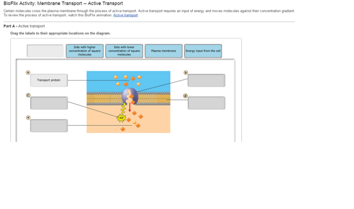 Membrane transport active molecules certain plasma cross label diagram questions solved bioflix activity answers