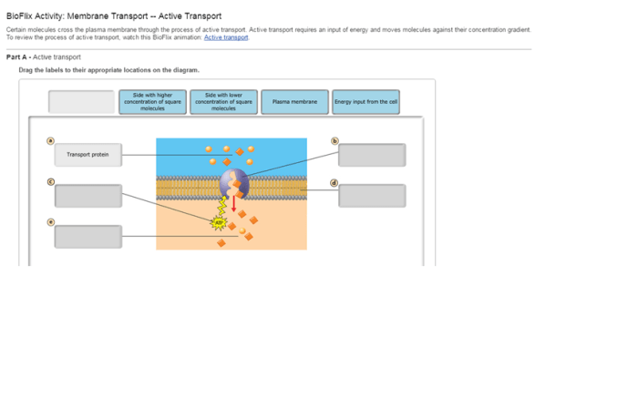 Membrane transport active molecules certain plasma cross label diagram questions solved bioflix activity answers