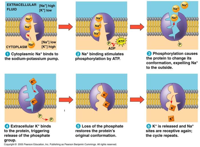 Bioflix activity membrane transport active transport